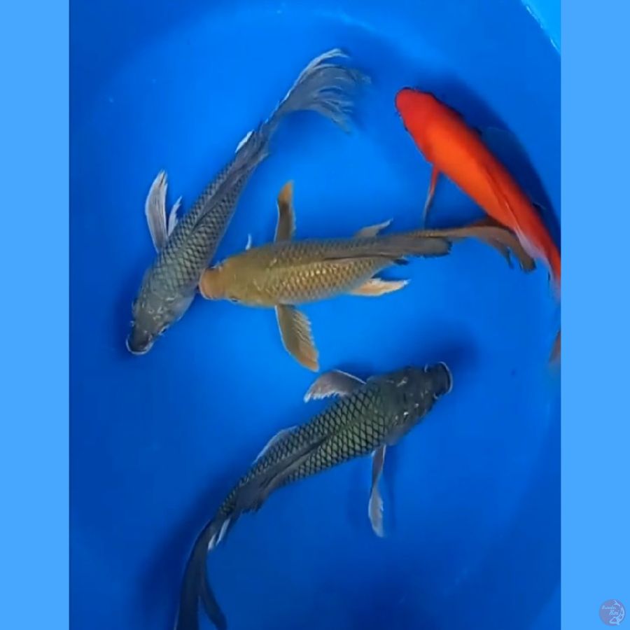 ( 33-37CM ) MIX PENARI KOLAM
