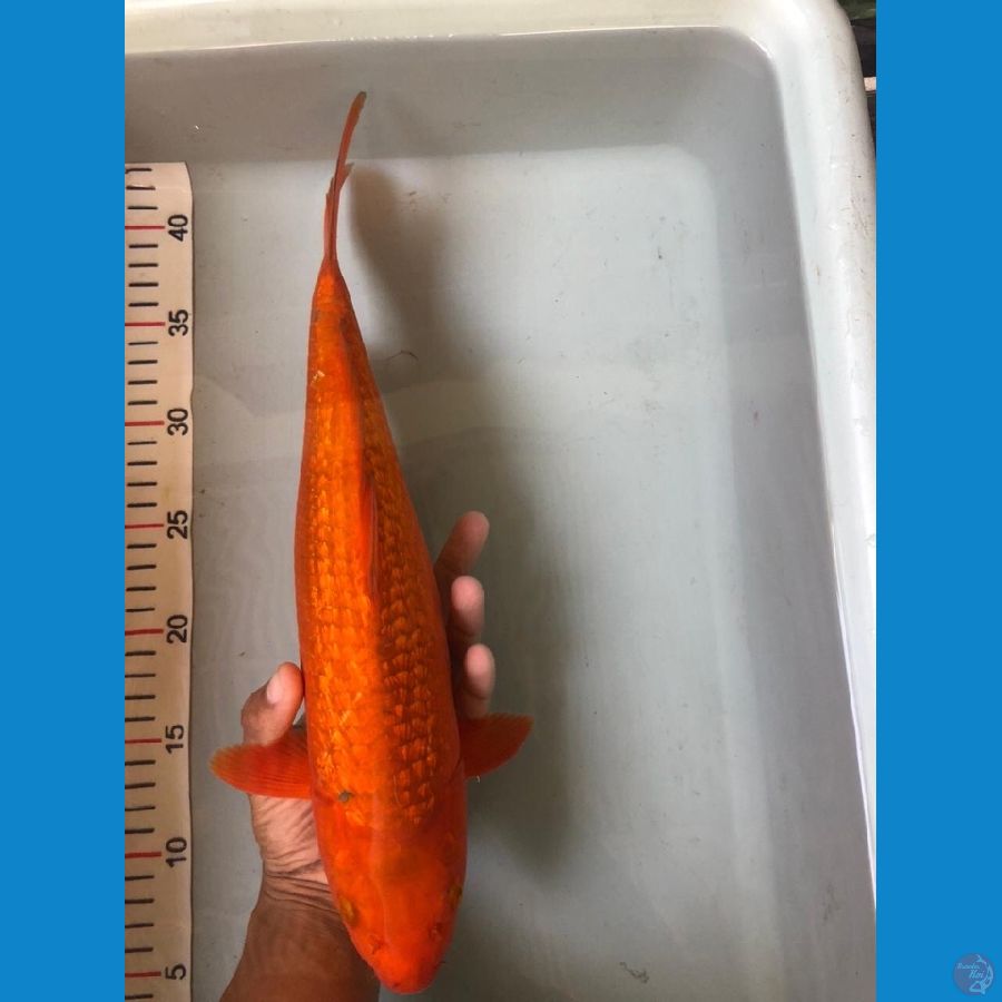 Chagoi F36cm