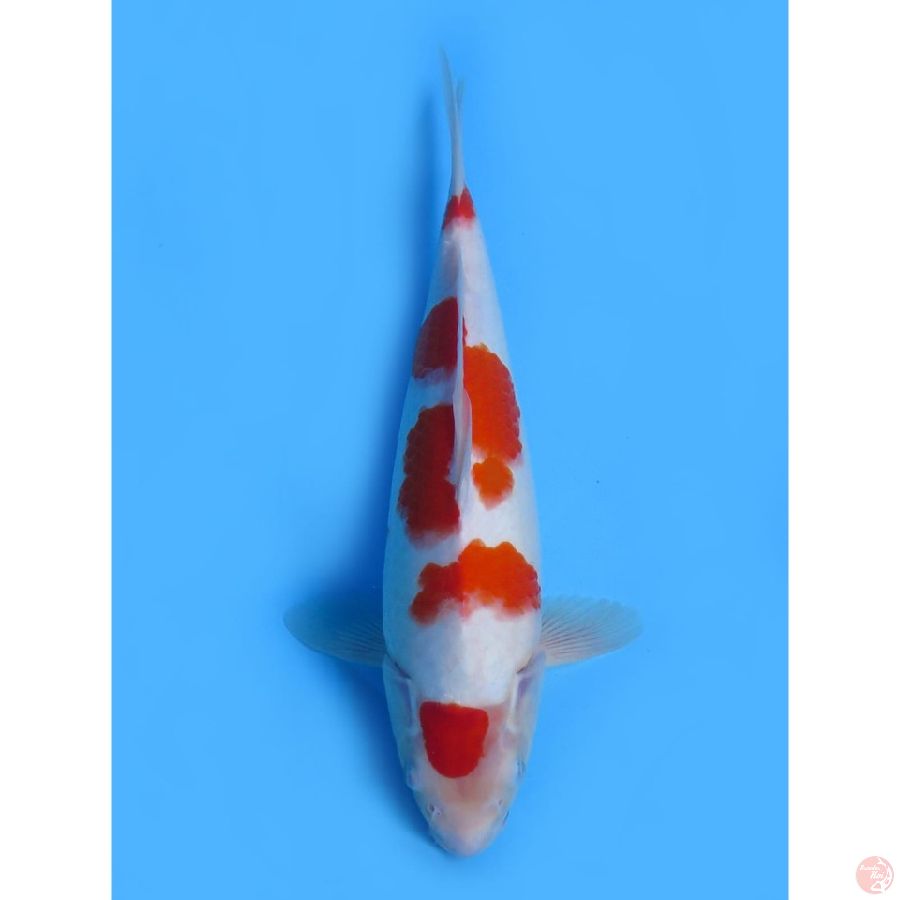 Maruten Kohaku - 36cm