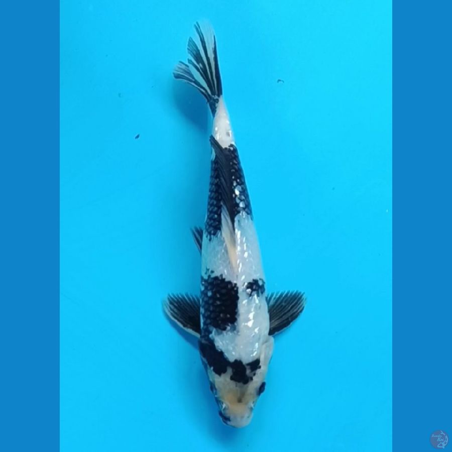 shiro gindrin 25 cm/male