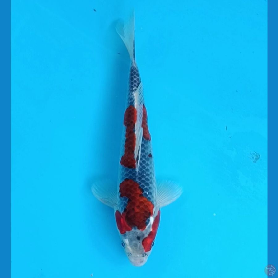 goshiki 24cm/male 