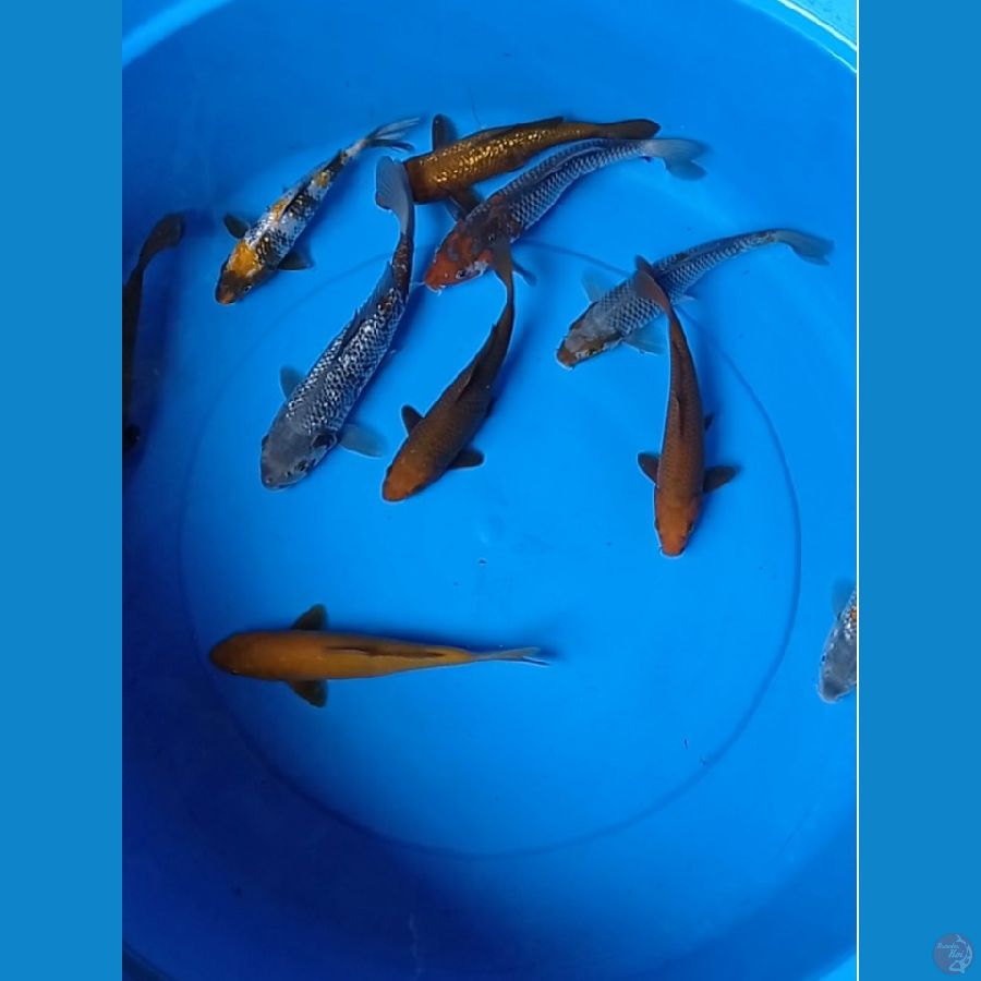 Mix 10 ekor 20-24cm
