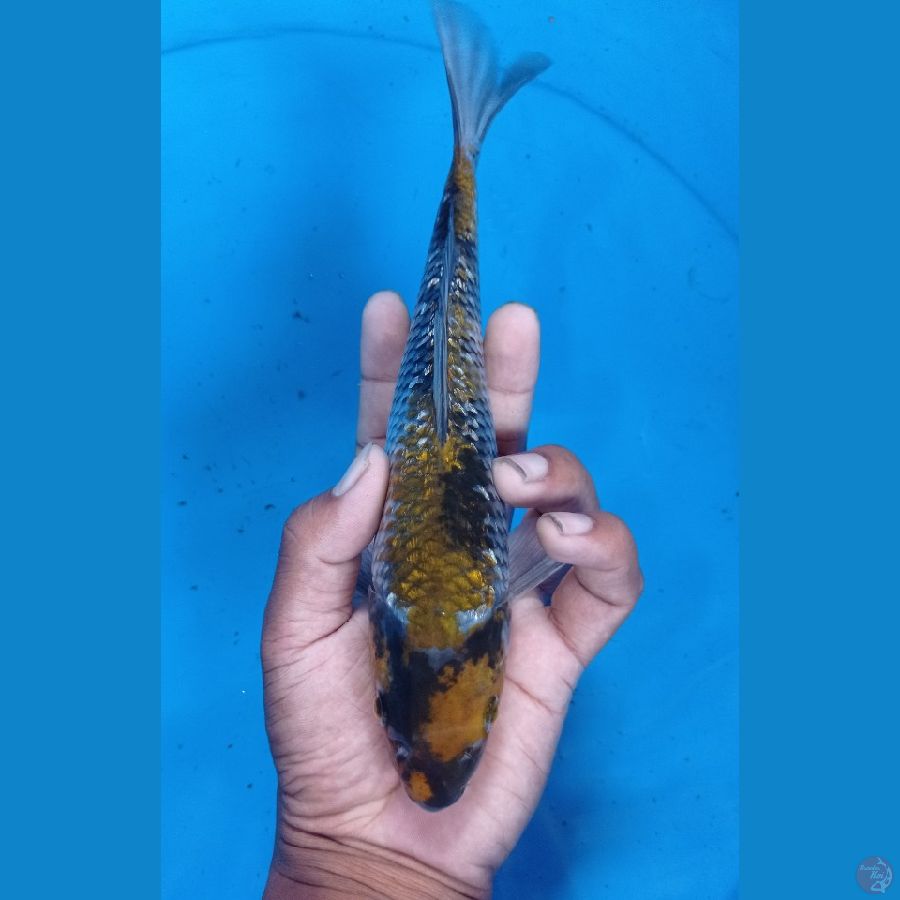 Showa 24cm