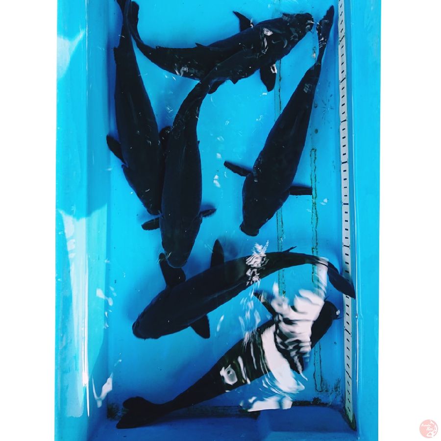 KARASU 28-30 CM ( 6 EKOR )