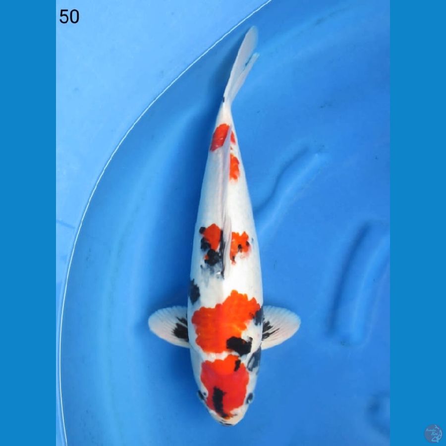 50cm - Jumbo Male Kindai 