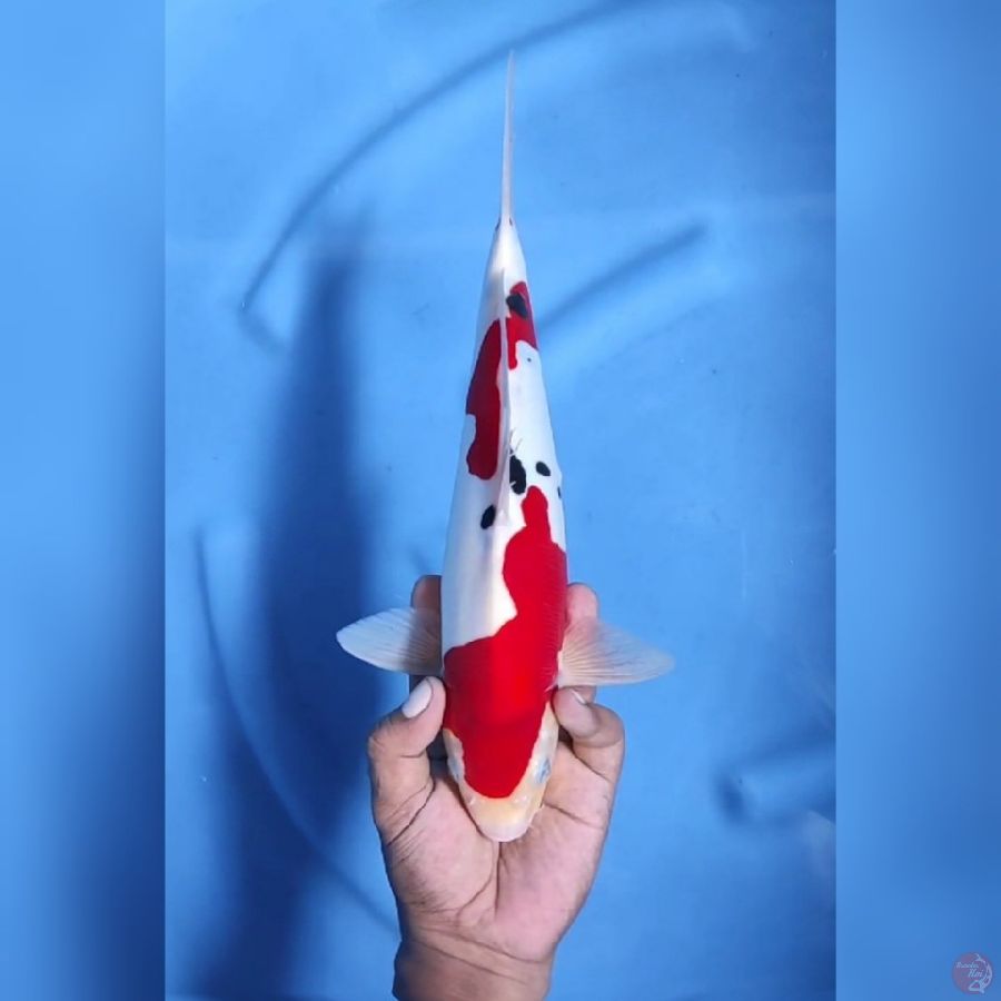 ( 33CM ) SANKE DOITSU MURNI - MALE