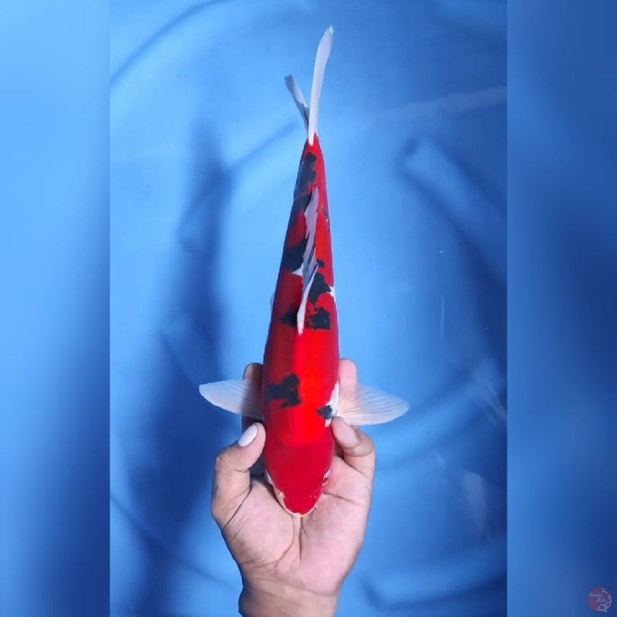 ( 34CM ) DOITSUMURNI STRONG - MALE