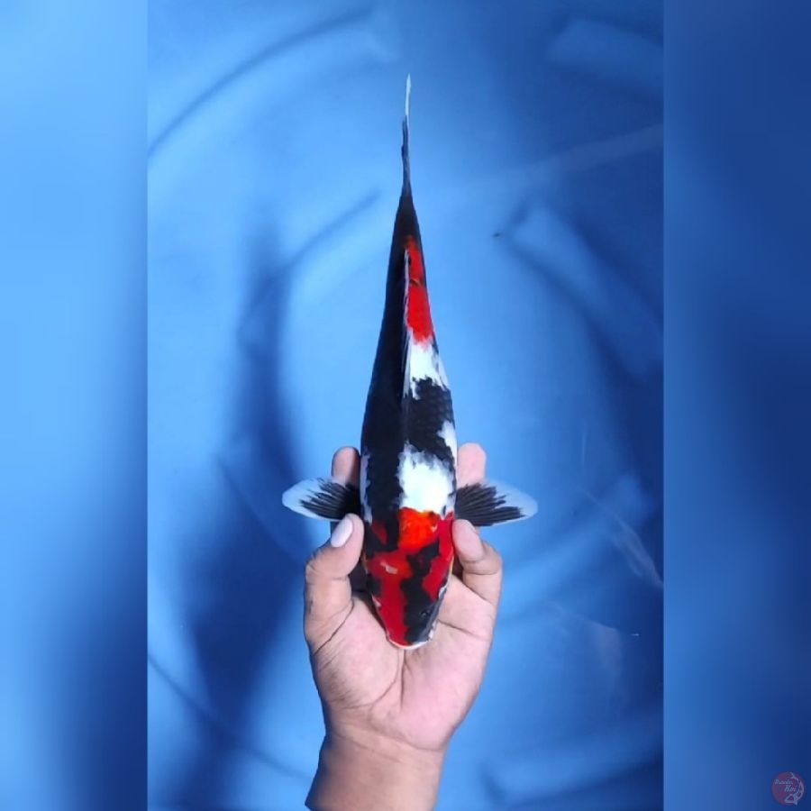 ( 30CM ) SHOWA STRONG ORI - FEMALE