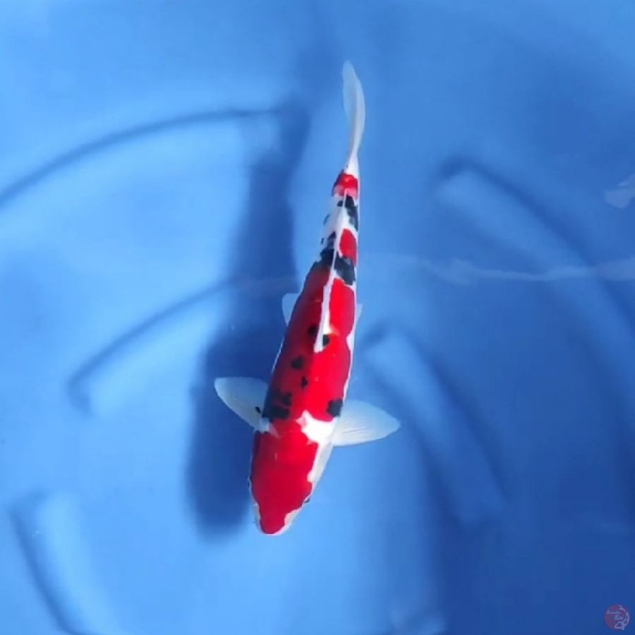 ( 32CM ) SANKE DOITSU - FEMALE