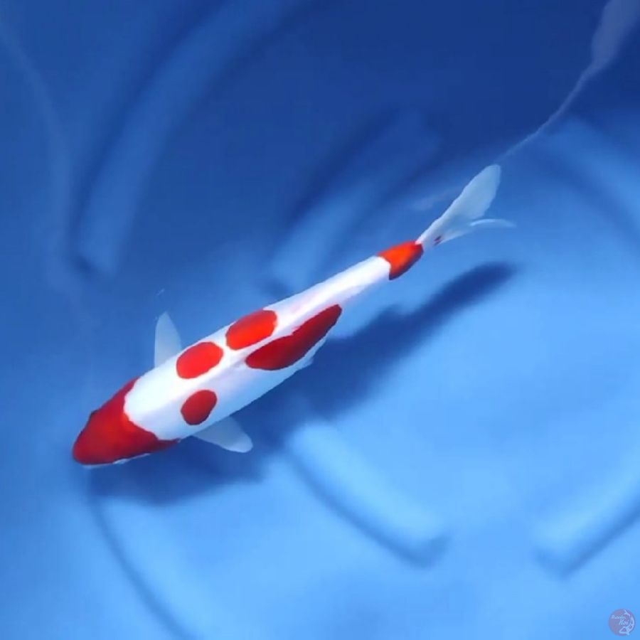 ( 33CM ) KOHAKU DOITSUMURNI - FEMALE