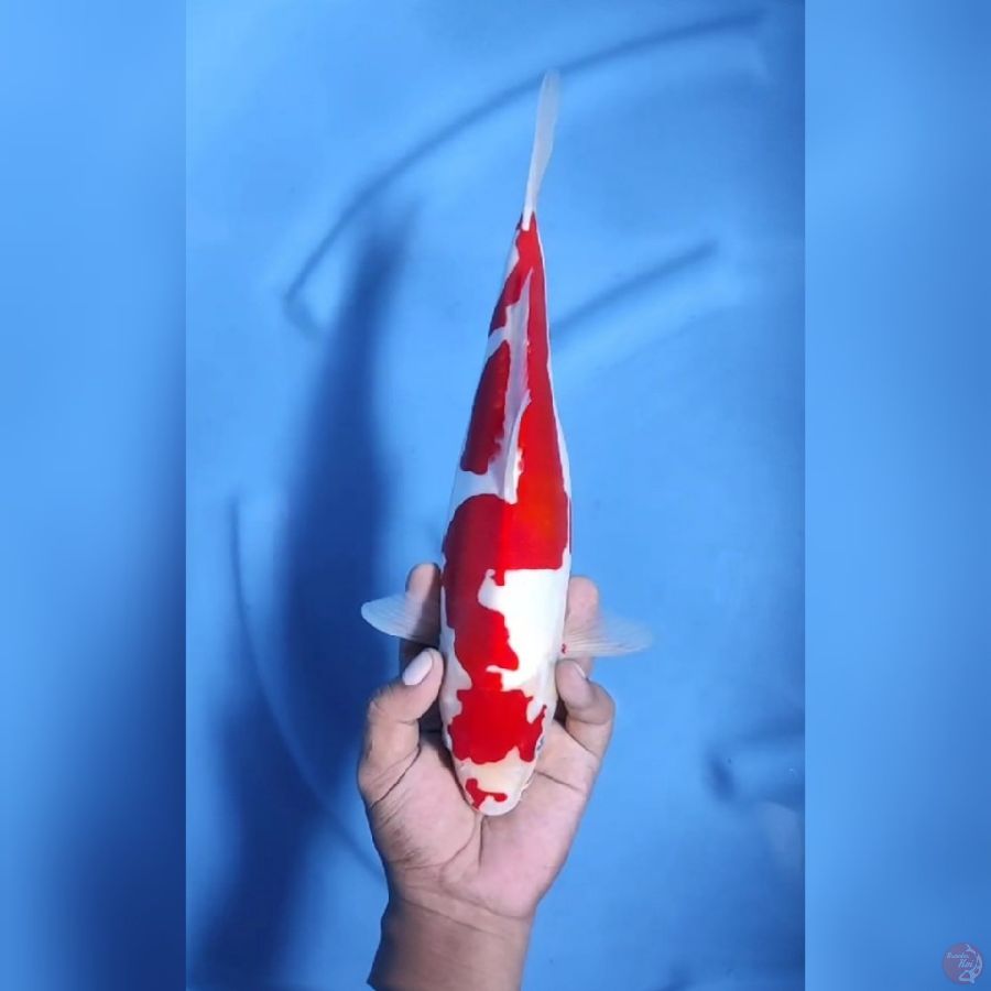 ( 35CM ) KOHAKU DOITSU MURNI - FEMALE