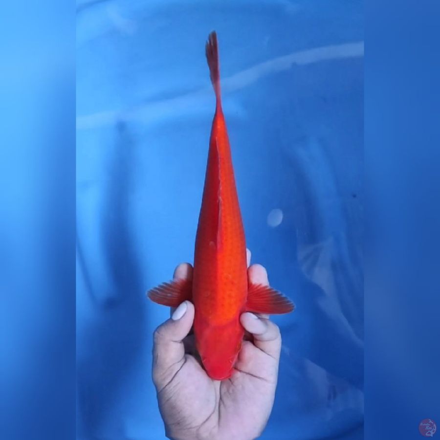 ( 28CM ) BENIGOI - MALE