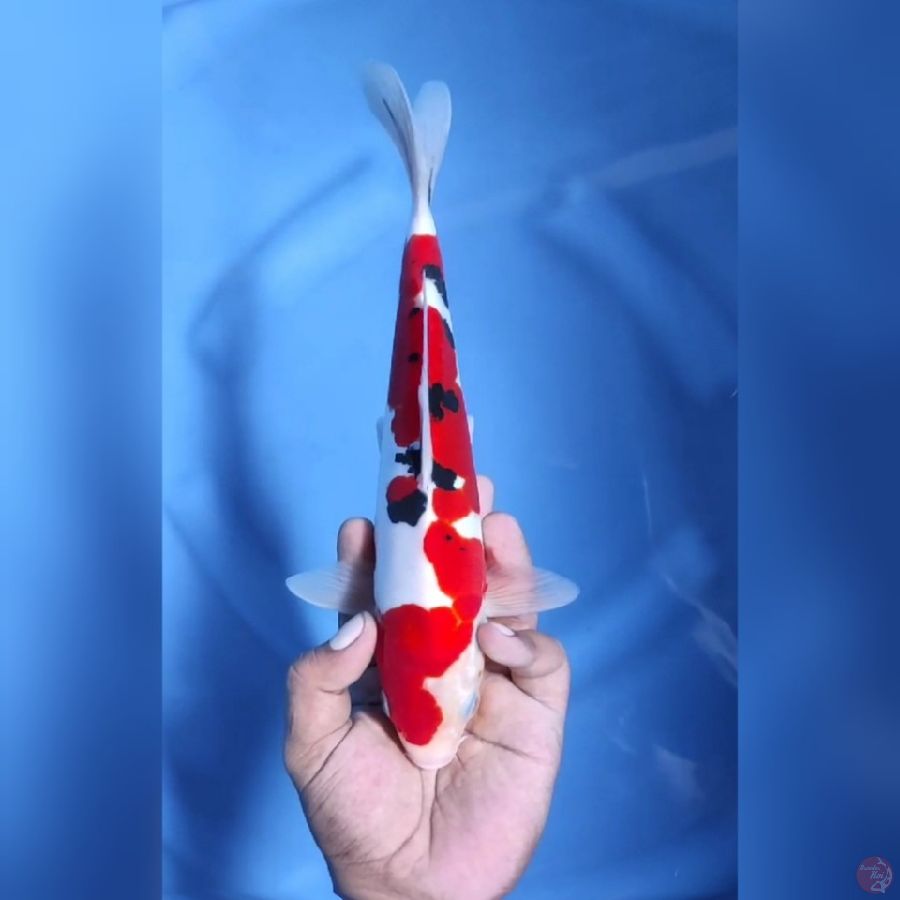 ( 28CM ) SANKE DOITSUMURNI - MALE