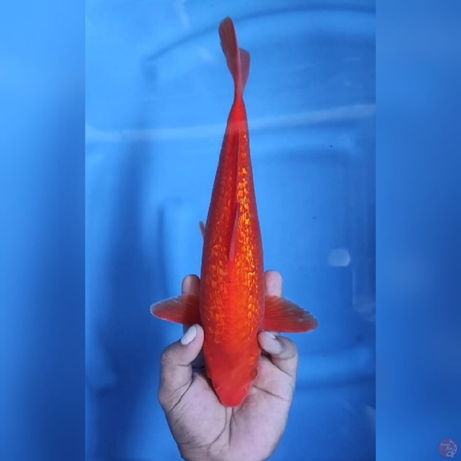 ( 31CM ) RED KARASHI GINRIN - MALE