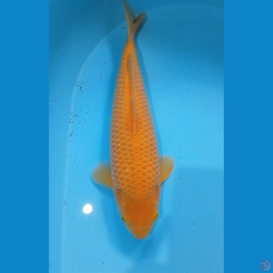 KARASI CORN FUKURIN JELAS 33CM MALE