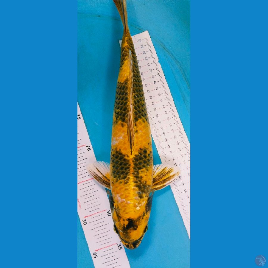 ki 38cm