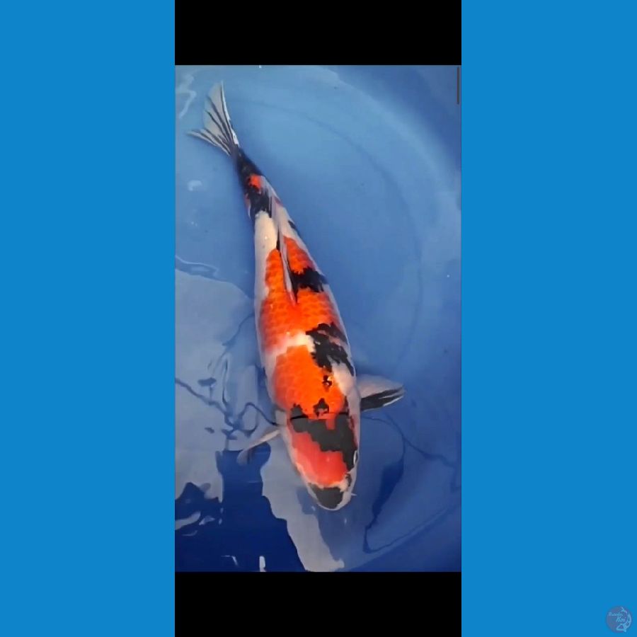 Kindai Showa 47cm