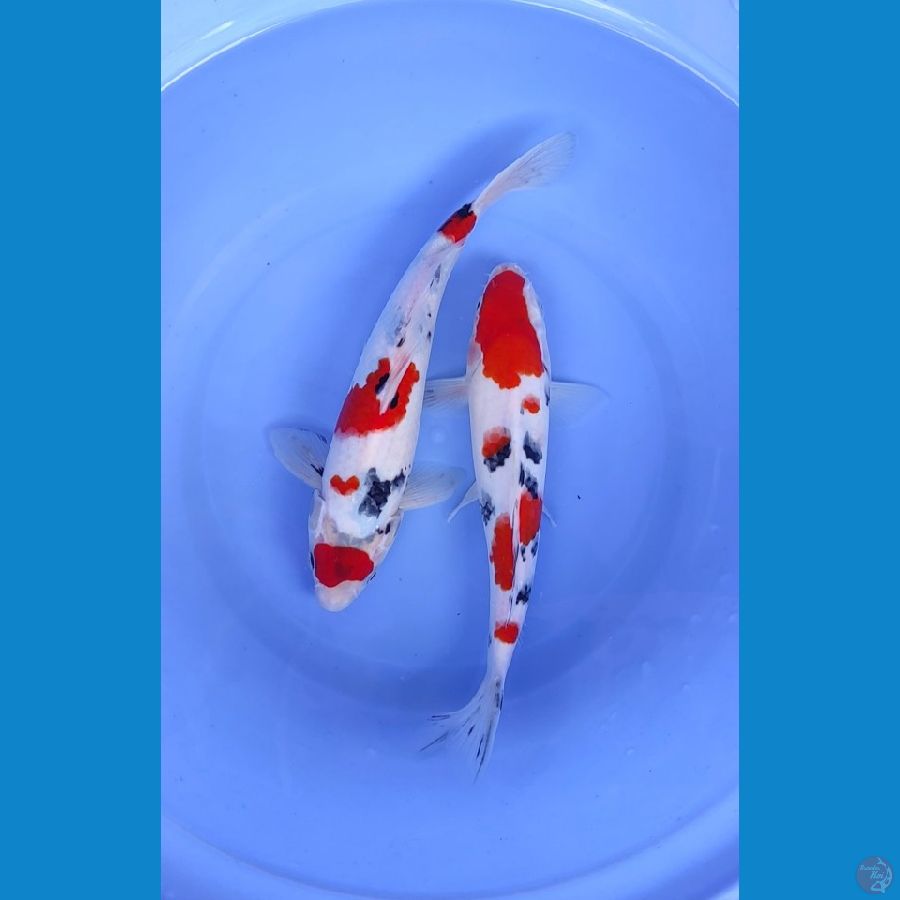 showa & sanke 26cm