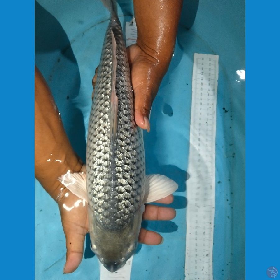 soragoi gind 45cm