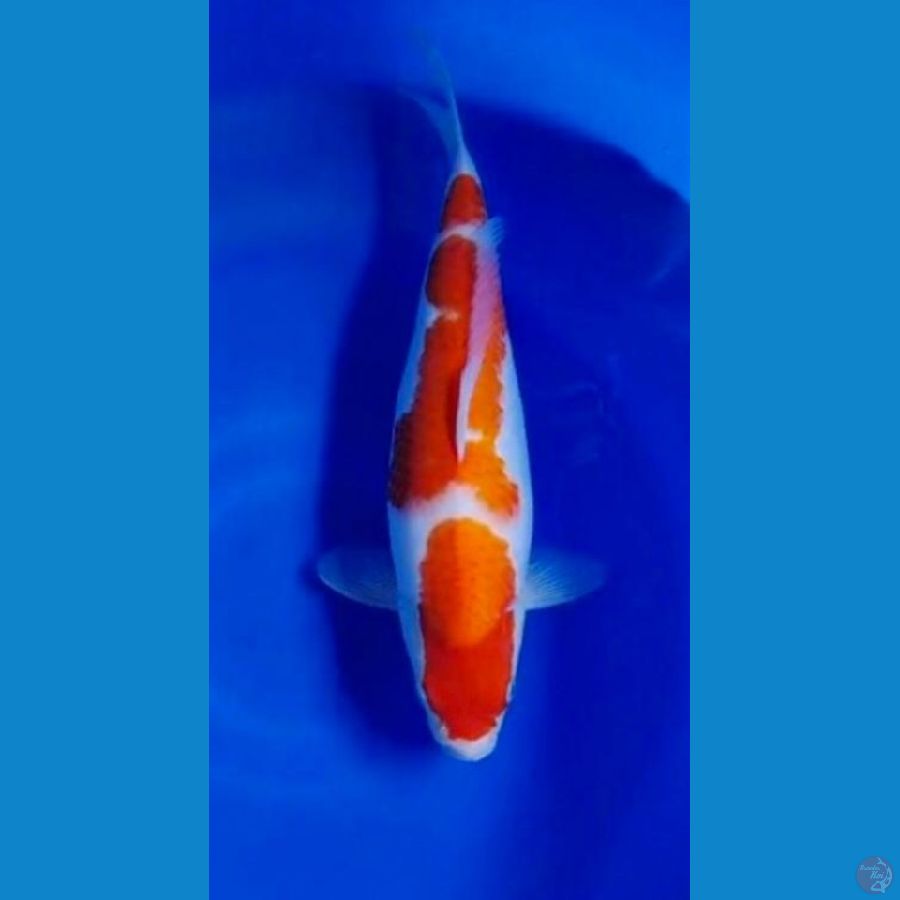 Kohaku