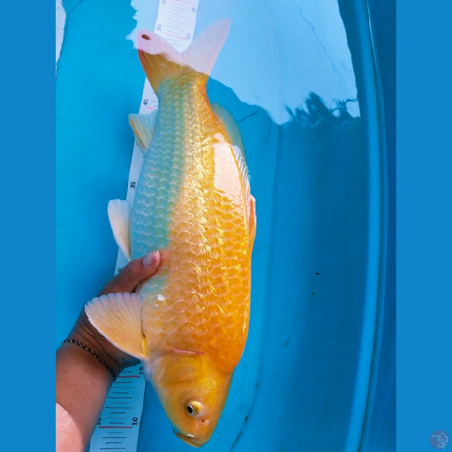 karasi ginein 43cm~fm