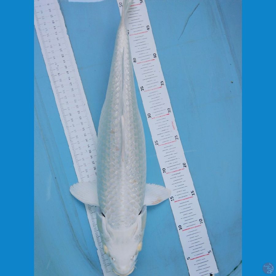 platinum ginrin48cm~fm