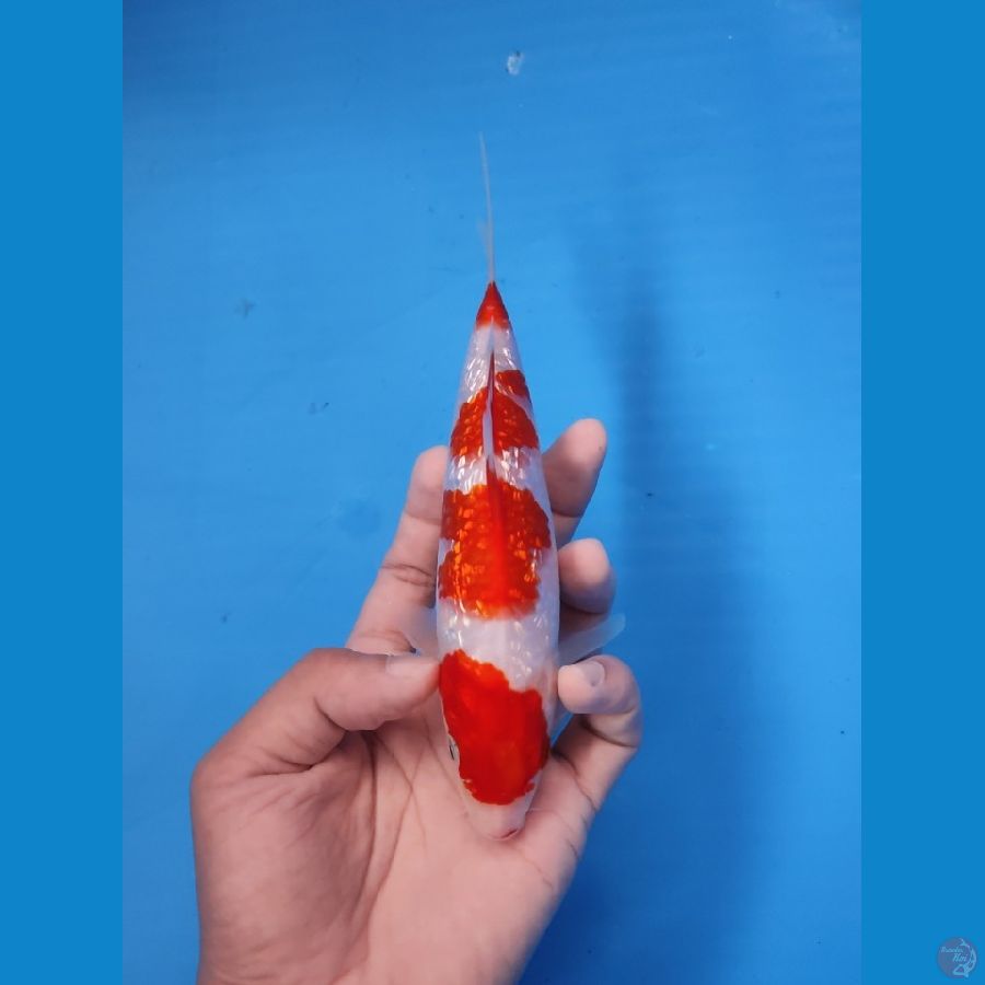 KOHAKU GINRIN PADAT ORIGINAL  20CM - FEEMALE 