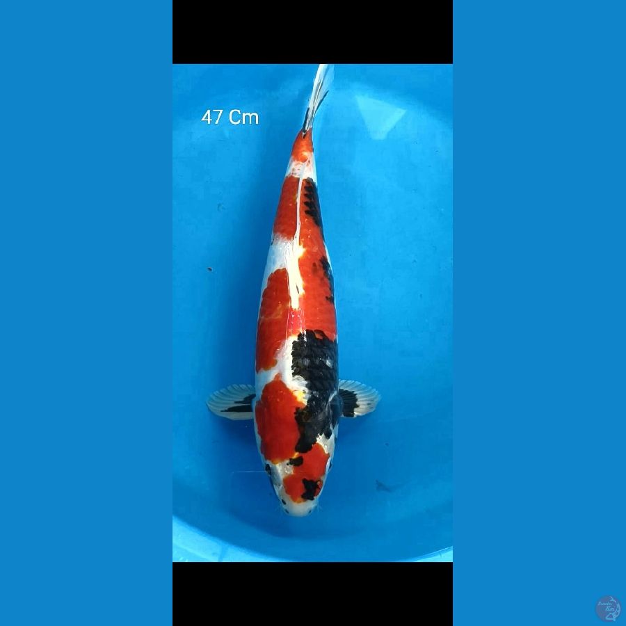 Kin Showa Male 47 Cm