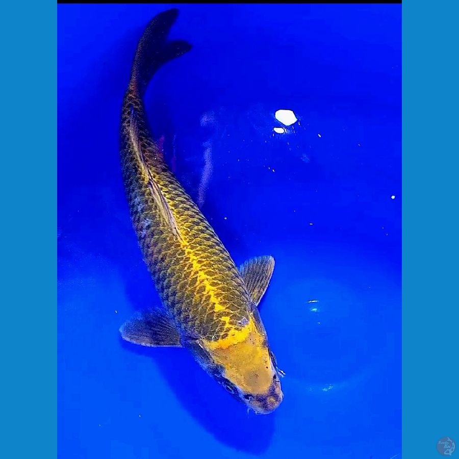 44cm gold jumbo fm