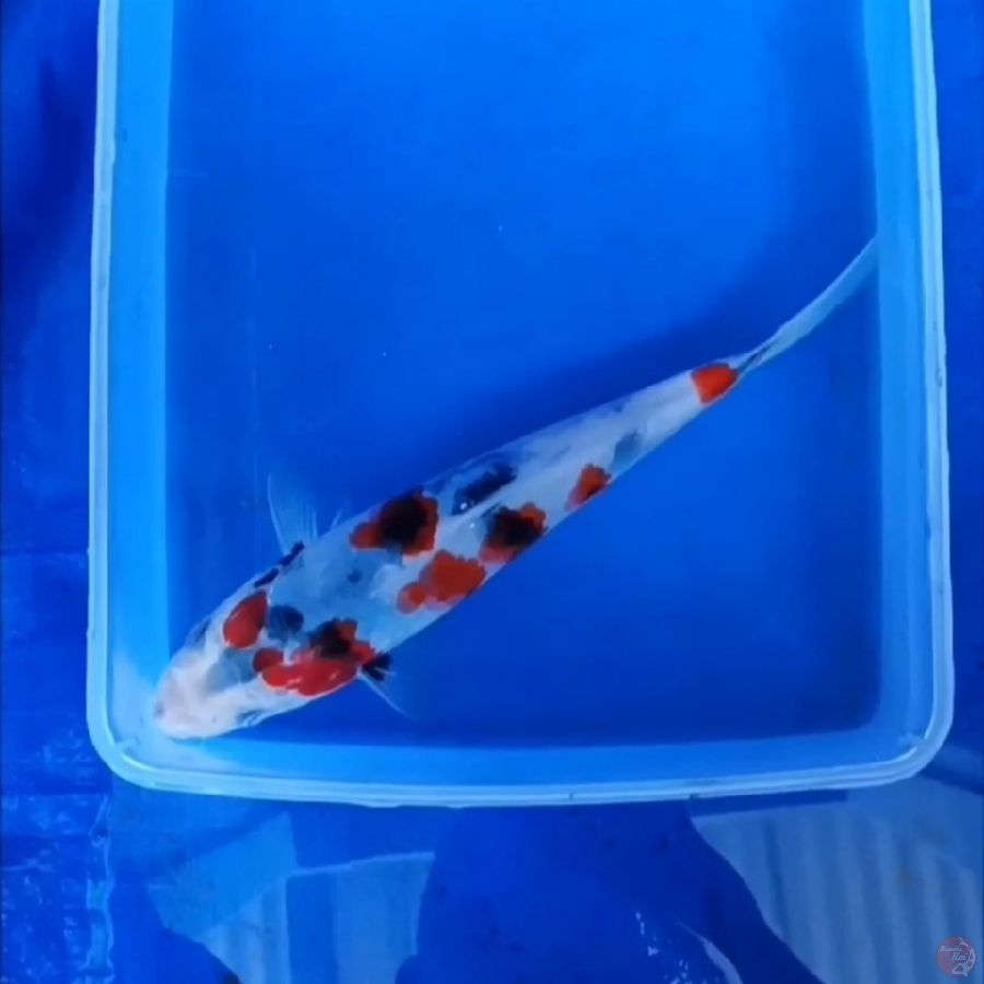 ( 20CM ) KINDAI SHOWA