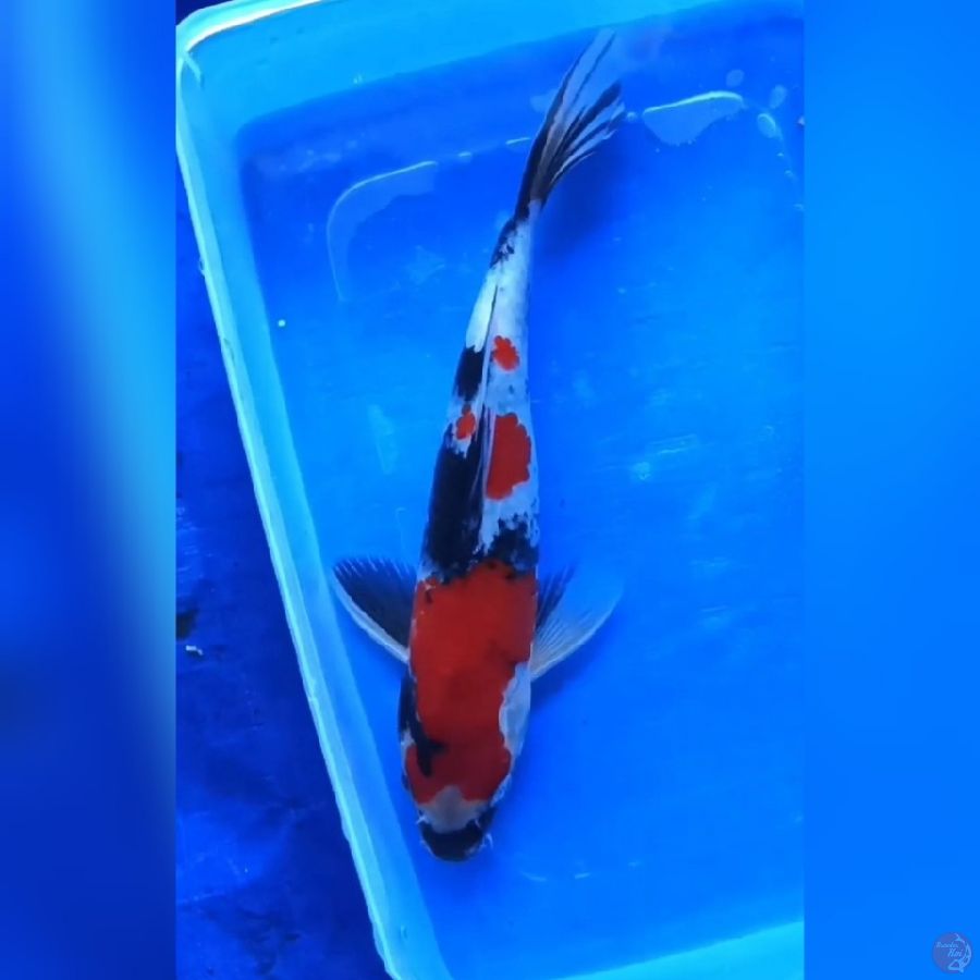 ( 22CM ) SHOWA - MALE