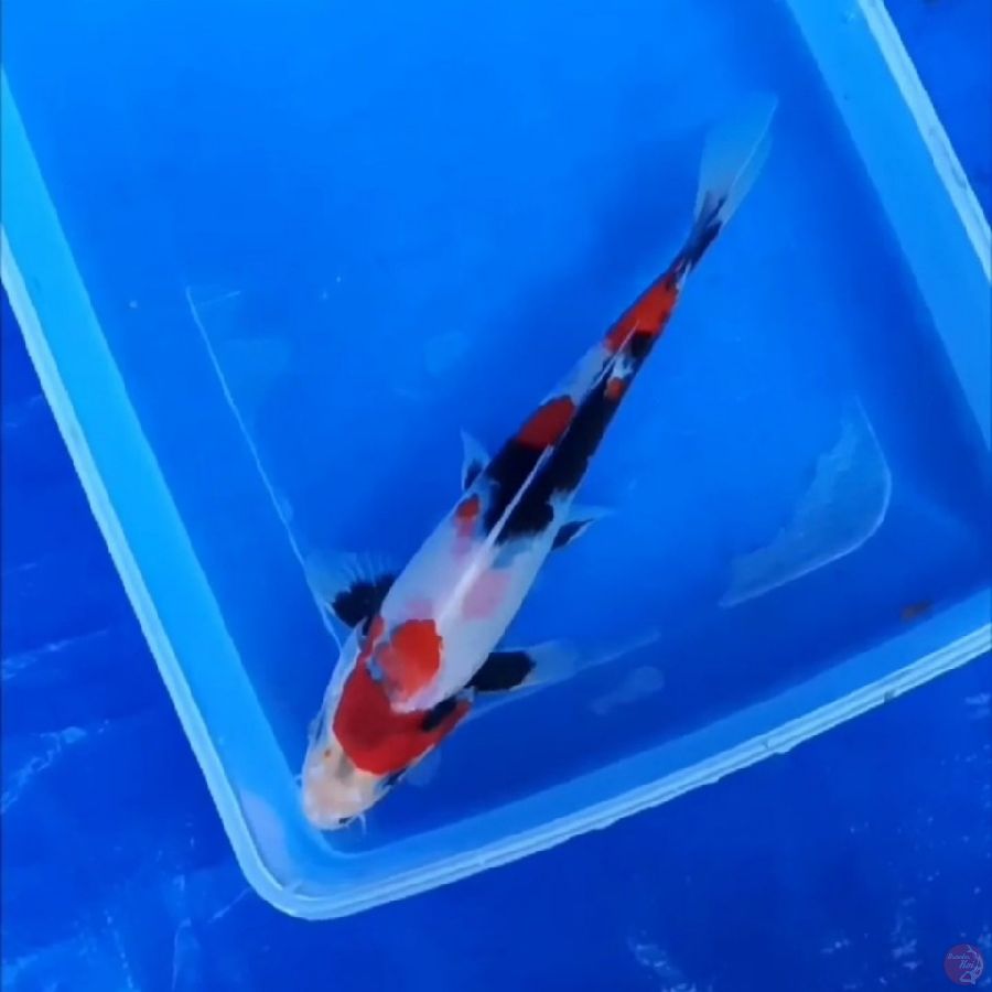 ( 18CM ) SHOWA MOTOGORO