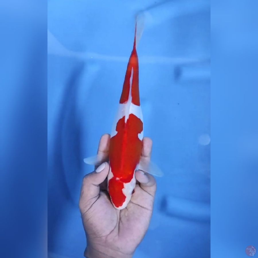 ( 28CM ) KOHAKU DOITSU MURNI - FEMALE