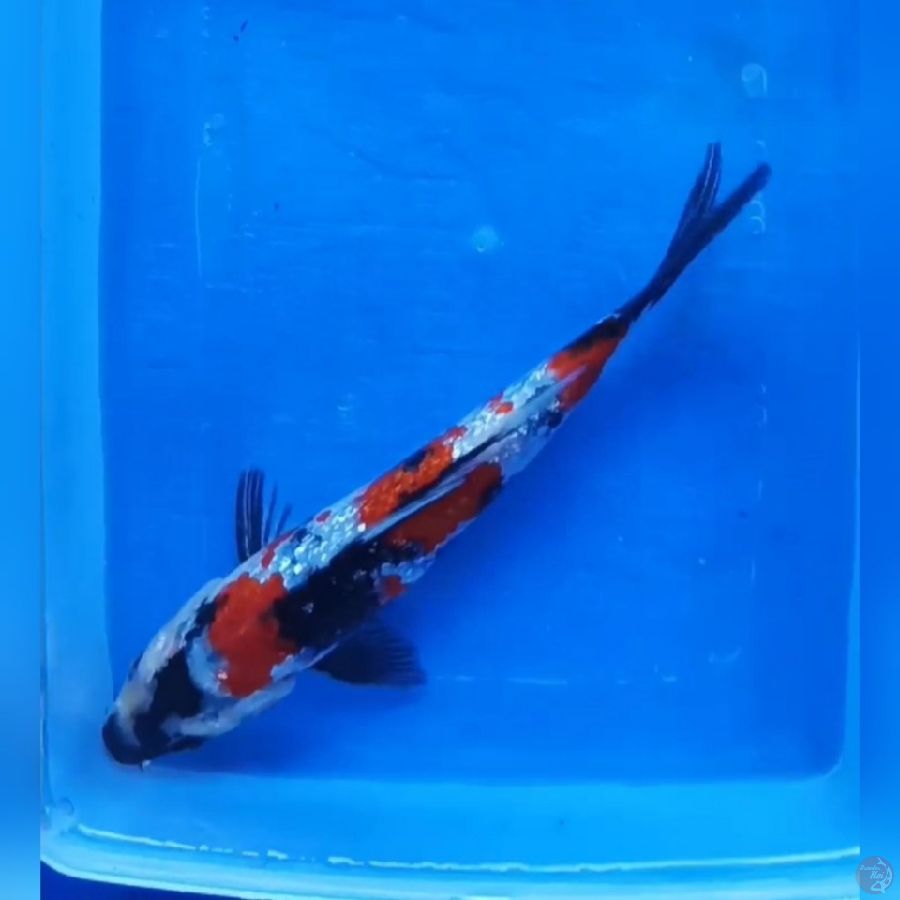 ( 20CM ) SHOWA GINRIN
