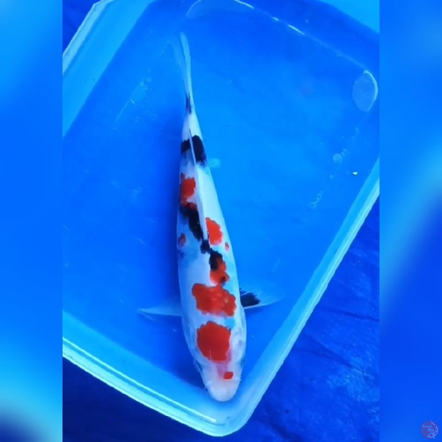 ( 22CM ) KINDAI SHOWA - FEMALE
