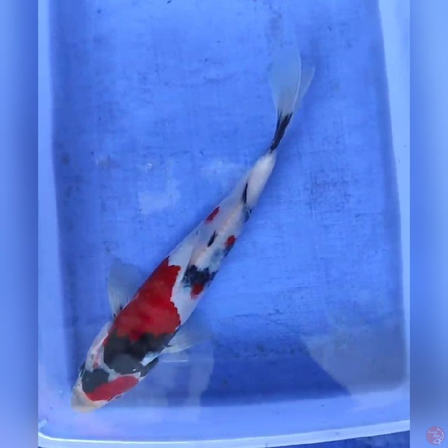 ( 21CM ) SHOWA STRONG - MALE