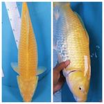 50cm karasi lemon