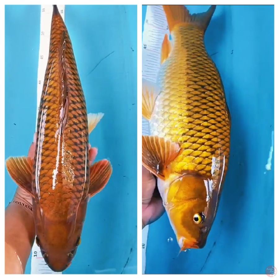 chagoi jantan 49cm