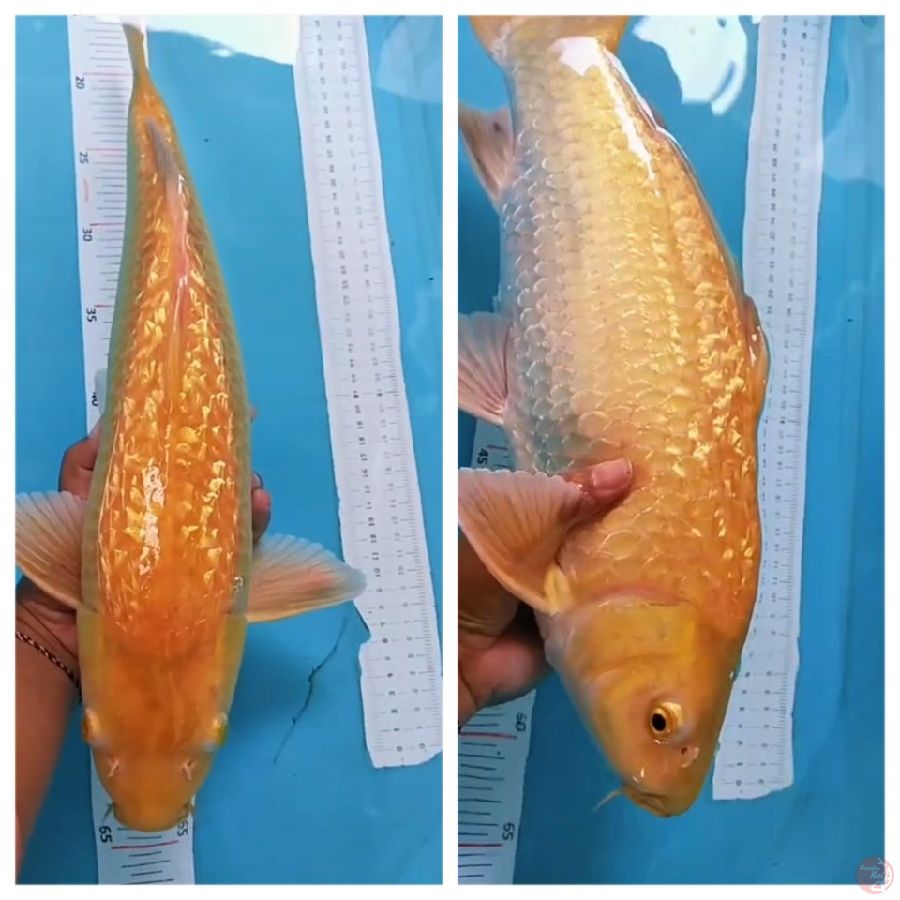 karasi gindri. 46 bakat jumbo