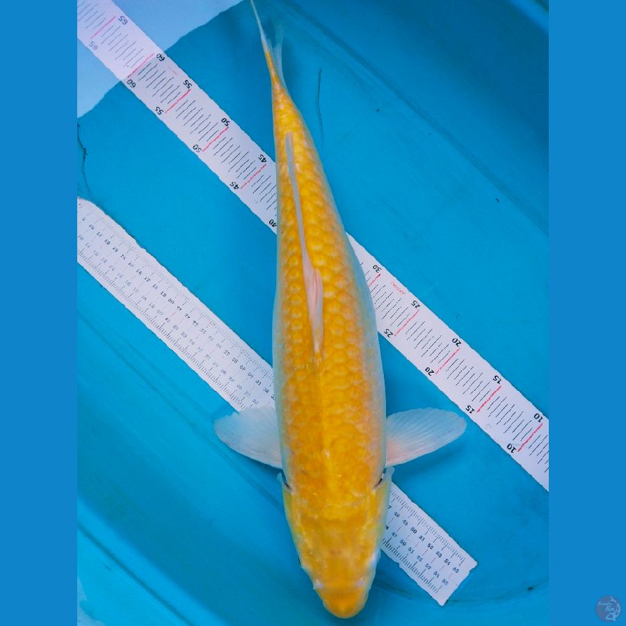 karasi mm 55cm ~fm
