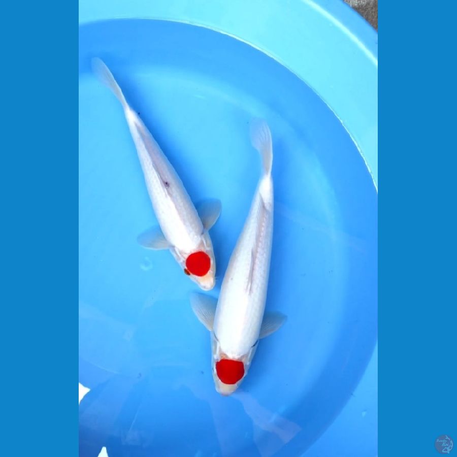 tanco kohaku 31-34cm