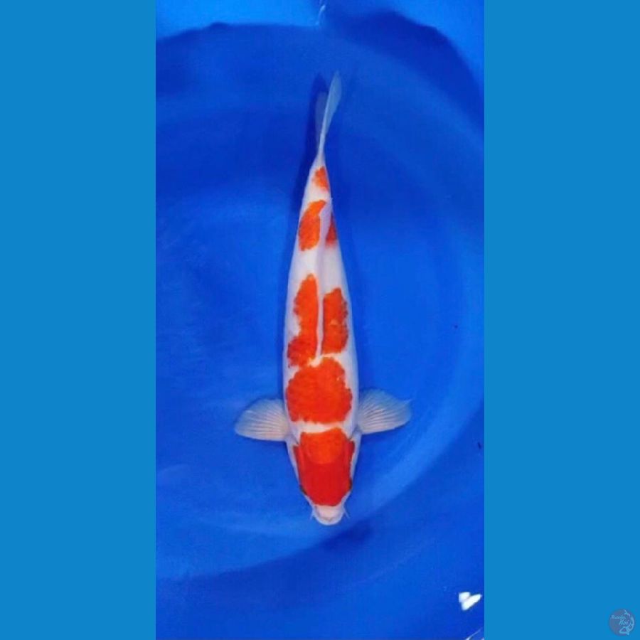 kohaku