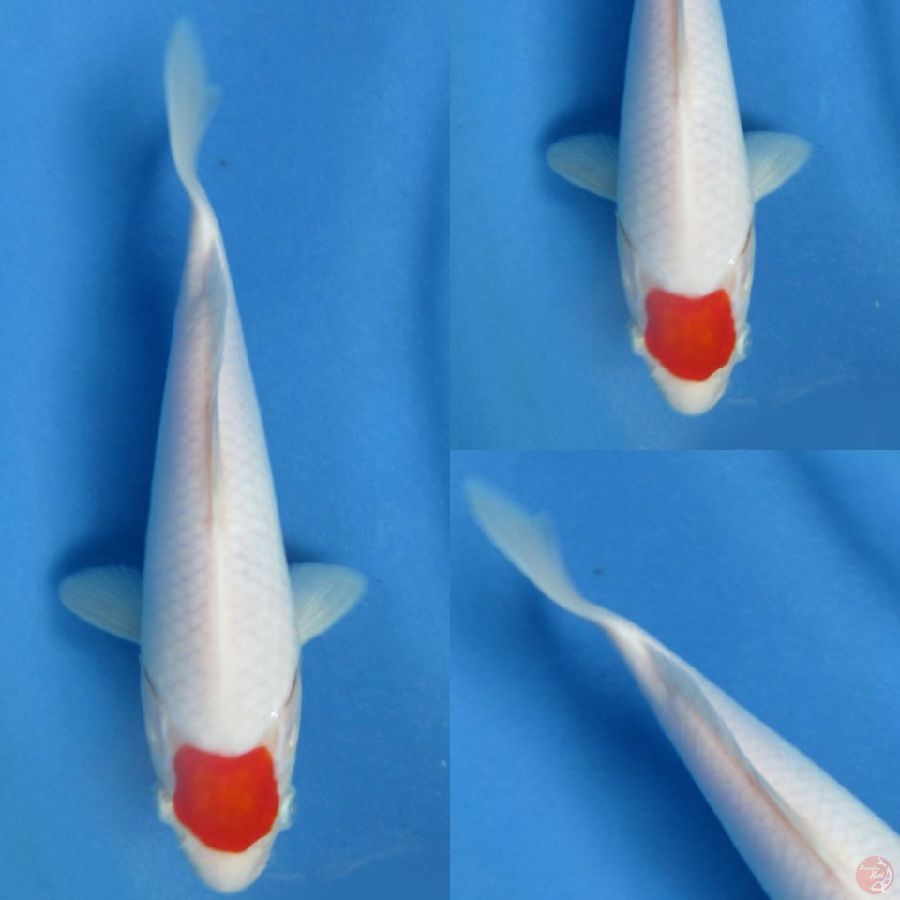 25cm, Tancho tidak bocor