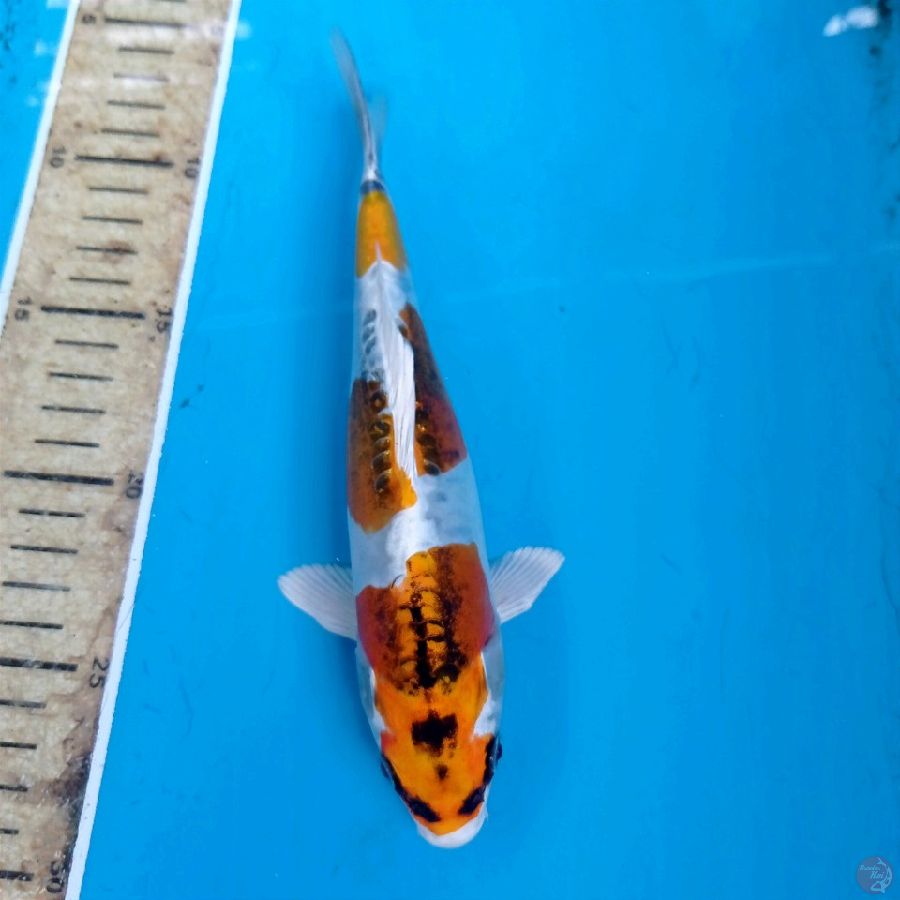 kiko, 21 cm