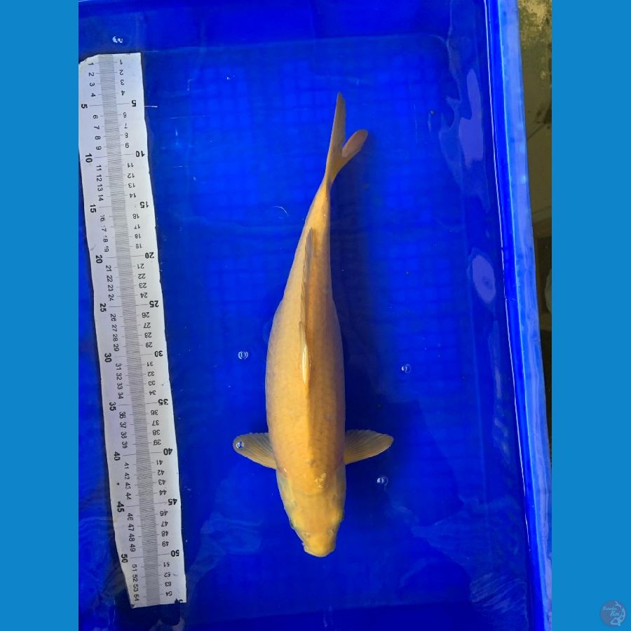Karashi 41cm