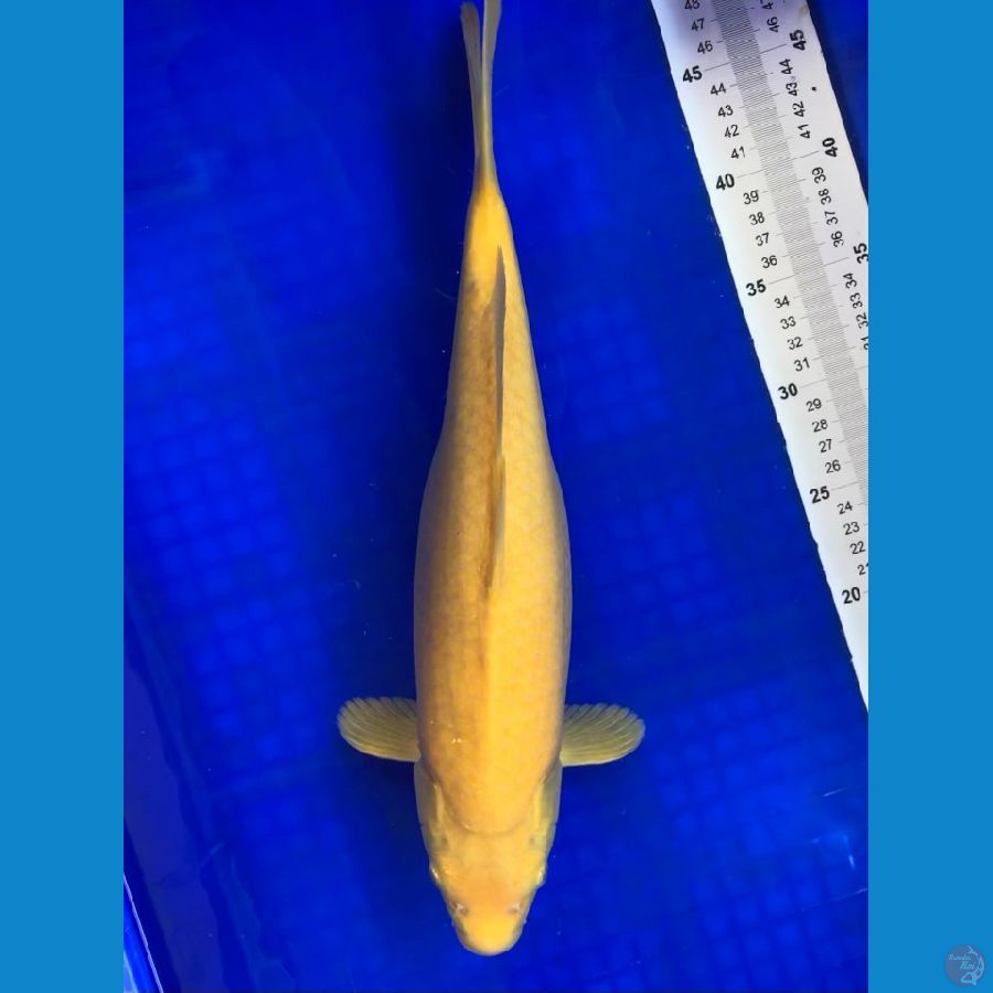 Lemon 41cm