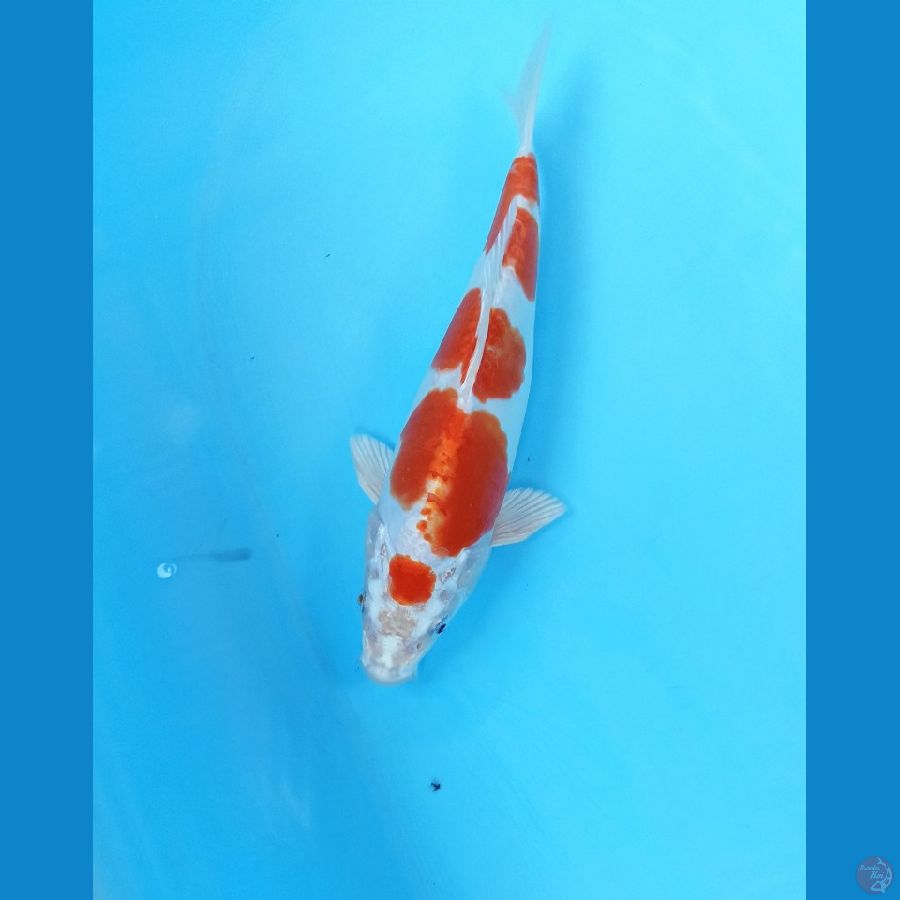 Kikushui 23cm