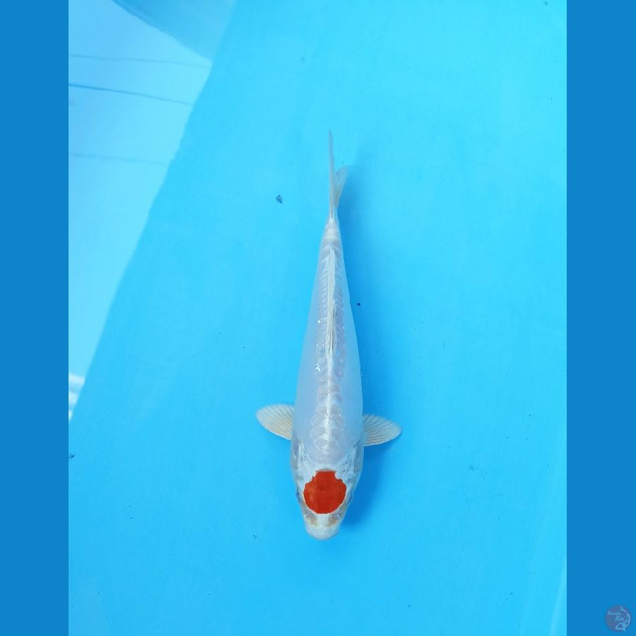 Tancho 24cm