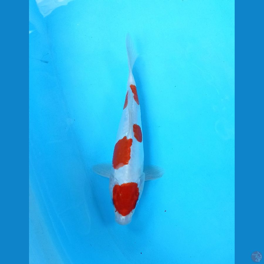 Kohaku doit 27cm