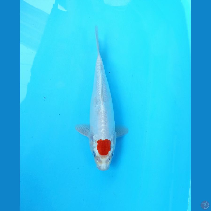 Tancho 27cm